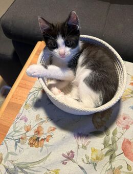 Kater abzugeben. 4 Monate alt - Rüdenhausen