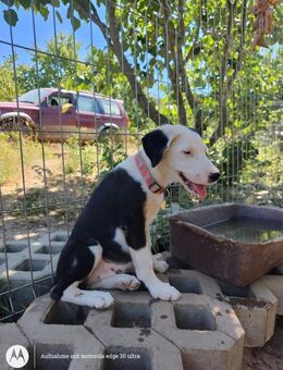 Unsere süße Lily sucht ihr Für-immer-Zuhause ❤️ - Niederkrüchten