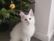 Maine Coon Kitten - Singen (Hohentwiel)