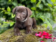 Wunderschöne braune Labrador Welpen, sind auszugsbereit - Waldeck (Hessen)