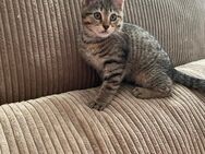 Katzen Babys zu verkaufen - Heinsberg