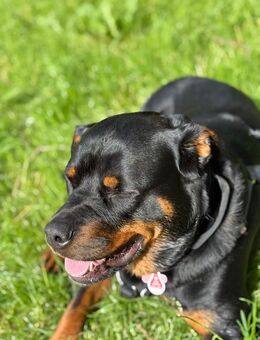 Rottweiler - Wittlich Zentrum