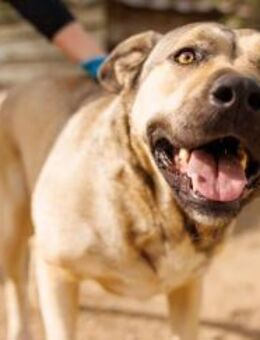 KALY - aufgeweckte, liebe Hündin - Kallmünz