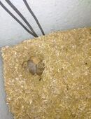 junge wüstenrennmäuse aus hobbyzucht in 27305