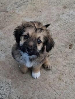 Tom - ein flauschiger süßer Welpe - Höchst (Odenwald)