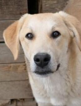 schüchterner Hauke sucht - Kallmünz