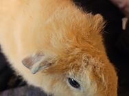 6 zuckersüße Meerschweinchen suchen neuen Futterspender - Neumünster Innenstadt