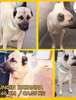 Zatanna lieber Kangal Mischling Hündin - Margetshöchheim