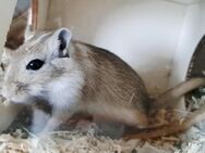 Pfiffige Agouti-Rennmaus sucht artgerechtes Zuhause – 9 Wochen alt - Weinheim