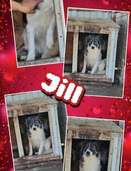 Hündin Jill sucht dringend ein Zuhause - Nürnberg