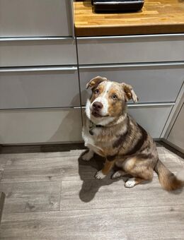 Prinz – 10 Monate alter Australian Shepherd Mix Rüde sucht liebevolles Zuhause - Rehburg-Loccum