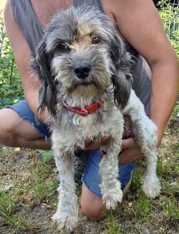 Sophie - freundlich und lernwillig - Westerholt