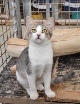 Clementine verschmustes Katzenmädchen - Garbsen