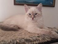 Neva Masquerade Ragdoll Kätzchen suchen neue Familie - Aachen