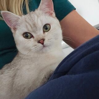 Bkh katzen nala&simba