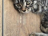 Maine coon mix kitten - Korswandt