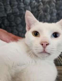 Traumkarter Apollo - Rambin