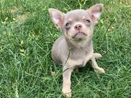 Chihuahua Welpe Rüde reinrassig Lilac Tricolor Kurzhaar - Lanitz-Hassel-Tal