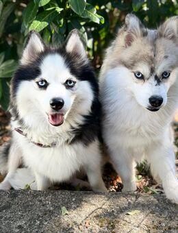 Pomsky F3 blaue Augen - Poppenhausen