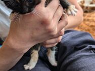 Verk. Katzen junge die bunte ist wieder zu haben - Duckow