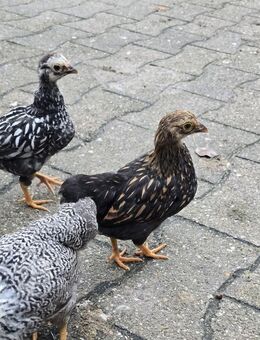 Zwergwyandotten Küken, geimpft, wyandotten, Hühner, Henne, hahn - Werne