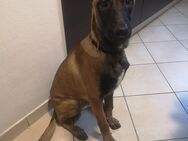 Malinois Belgischer Schäferhund - München Feldmoching-Hasenbergl