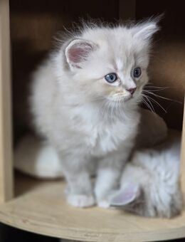 Ragdoll / Heilig Birma Kitten mix - Breitungen (Werra)