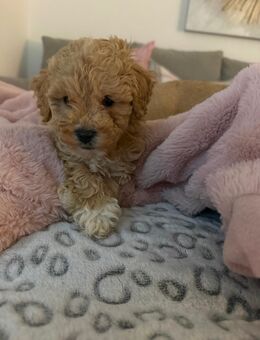 Maltipoo Welpen - Sindelfingen