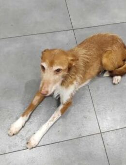 Ausgeglichene Jolie - Eichenzell