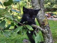 Katzenbabys Bkh Mix - Holtland