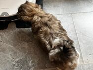Shih-Tzu Welpen - Lauda-Königshofen