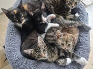 Siam-Mix Katzenbabys - Heide