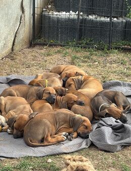 Rhodesian Ridgeback Mix Welpen suchen neues liebevolles Zuhause - Pforzheim