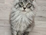Maine coon kitten black silver tabby - Kandel