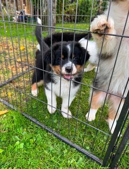 Australian shepherd Welpen - Zeil (Main)