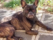 3 Jährige Französische Bulldogge abzugeben - Nürnberg