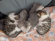 4 Süße British Kurzhaar Kitten - Andernach