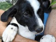 Dumbo sucht ein tolles Zuhause - Tholey