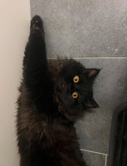 Perserkitten/ Kater sucht ein neues Zuhause - Rheine Zentrum