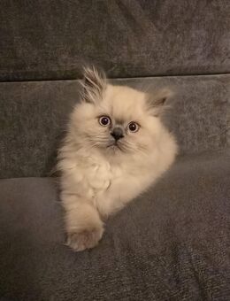 Reinrassige BKH/BLH Kitten - Syke