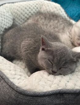 BKH Kitten - Bernau (Berlin)