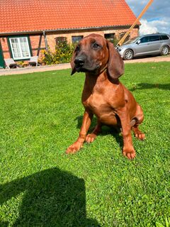 Edelmix-Welpen Rhodesian Ridgeback x Bayrischer Gebirgsschweisshund