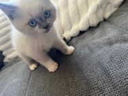 2 Kitten Britisch Kurzhaar - Lippstadt