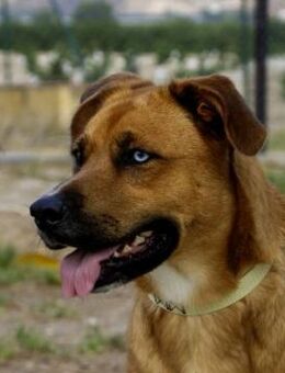 Alegria wurde ausgesetzt - Duisburg