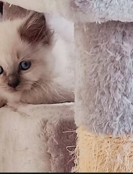 Heilige Birma Kitten, männlich, lilac - Würzburg