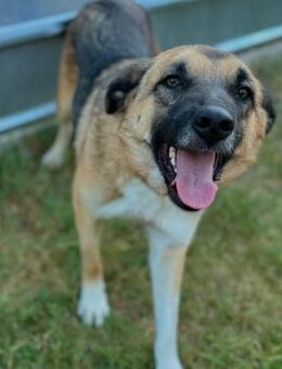 🐕 Lieber Ares sucht Dich! 💙 - Eislingen (Fils)