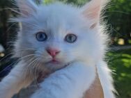 Maine Coon Kitten - Blankenfelde-Mahlow