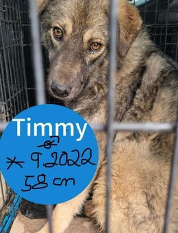 Der schüchterne Timmy sucht sein Glück! - Beltheim