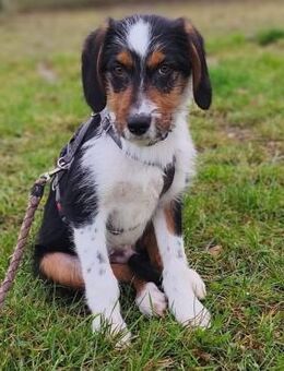 ruhiger Leo ❤️ möchte die Welt erkunden - Velbert