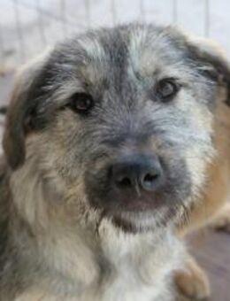 COOPER - bezaubernder Sonnenschein - Kallmünz